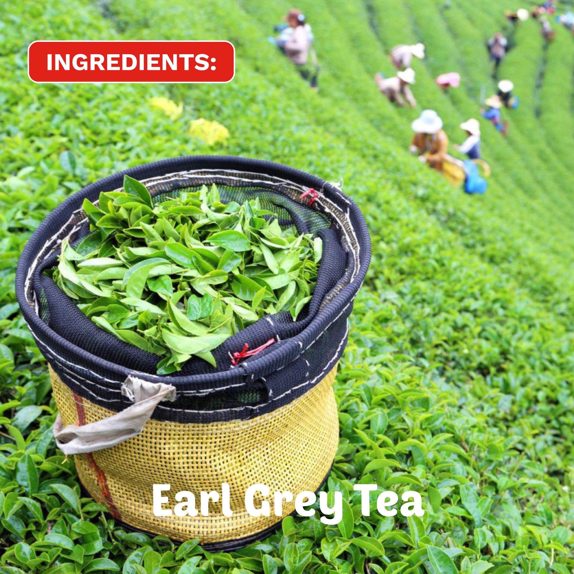 Dominate the Day | Organic Cordyceps Earl Grey Tea