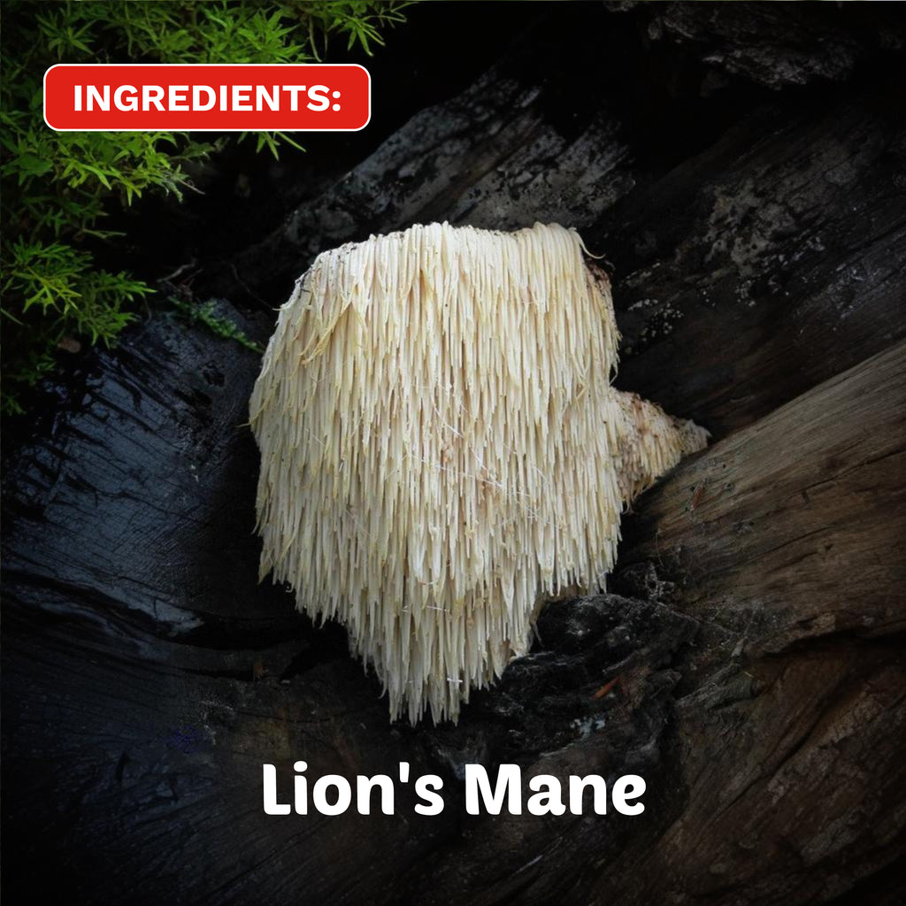 Floral Blue Fusion | Organic Lion's Mane Herbal Tea