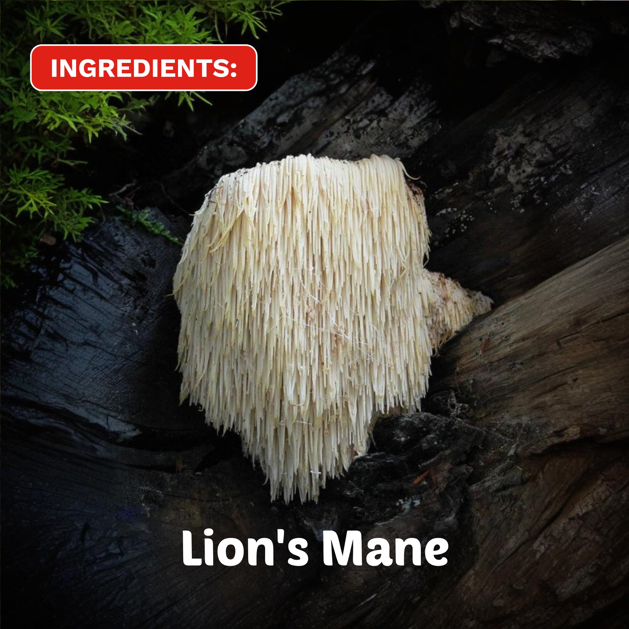 Floral Blue Fusion | Organic Lion's Mane Herbal Tea