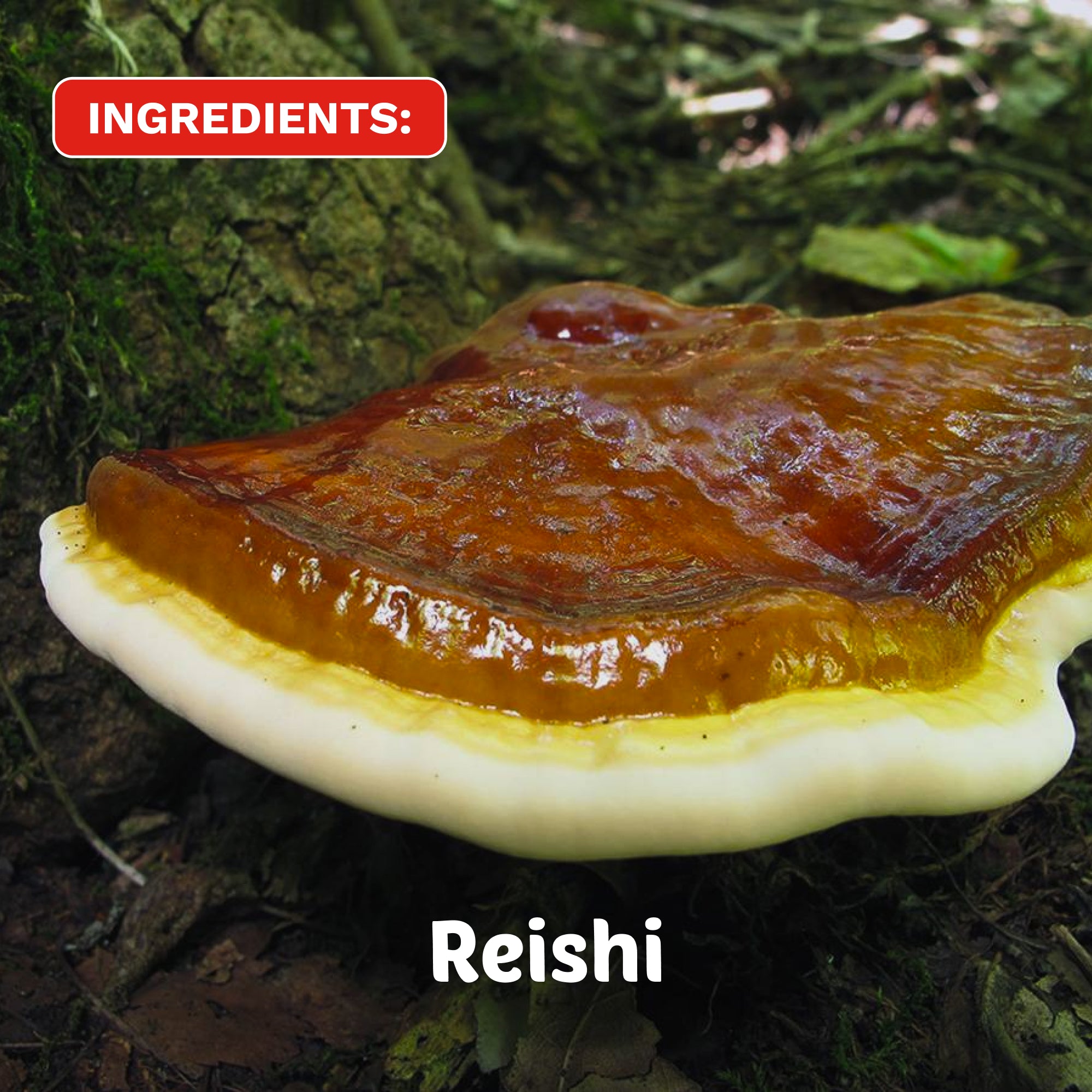 Nightfall Ritual | Organic Reishi Chamomile Tea