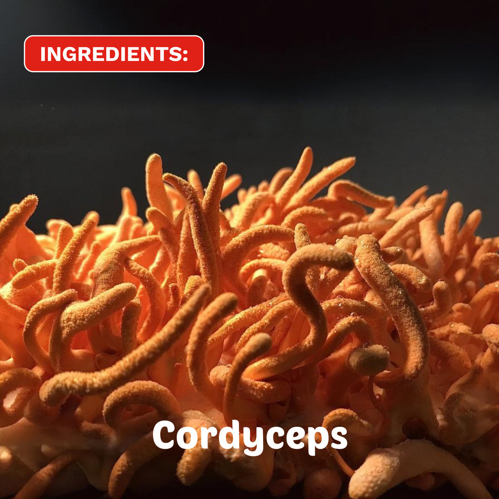 Dominate the Day | Organic Cordyceps Earl Grey Tea